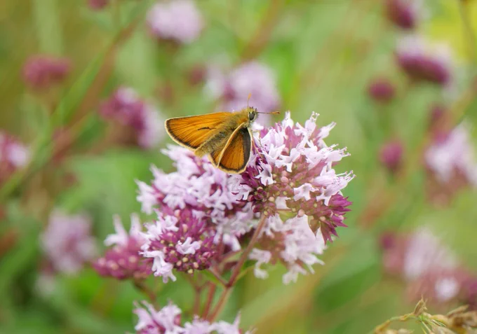 A small orange butterfly with brown edges to its wings, on a pink flower.