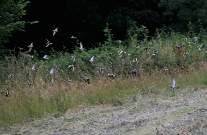 A flock of goldfinches on flight showing the flash of yellow on their wings.