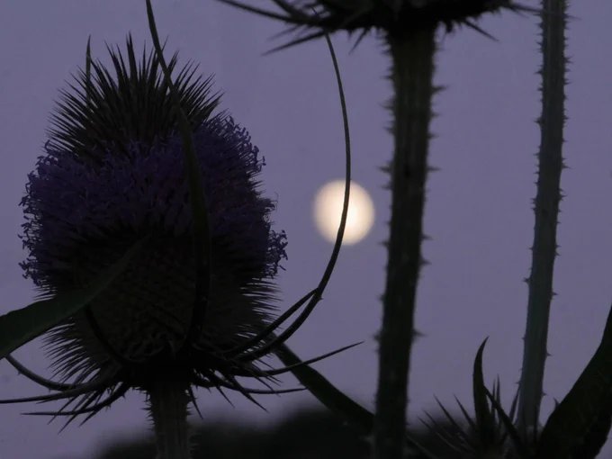 A blurry moon seen behind the spikey flower heads and stems of teasels.