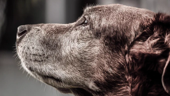 old doggo stil a G O O D B O Y