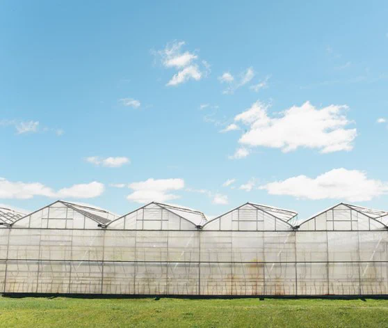 Landscape shot of sky, grass and Ontario greenhouses.