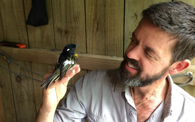 Hihi being held prior to release in Bush Park Sanctuary, Whanganui.