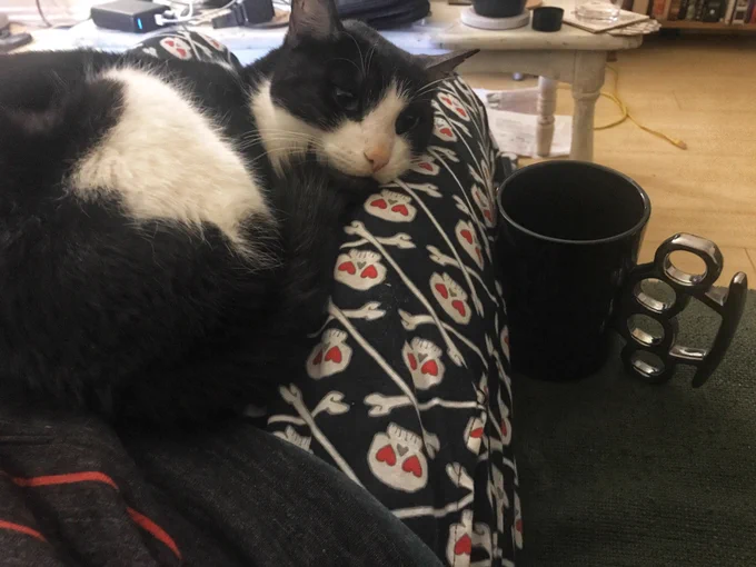 My cat bender comforting me while I enjoy coffee from my mug that has a brass knuckle handle.