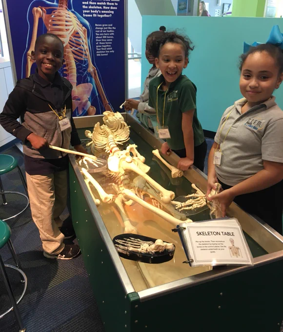 students moving parts on a fake skeleton