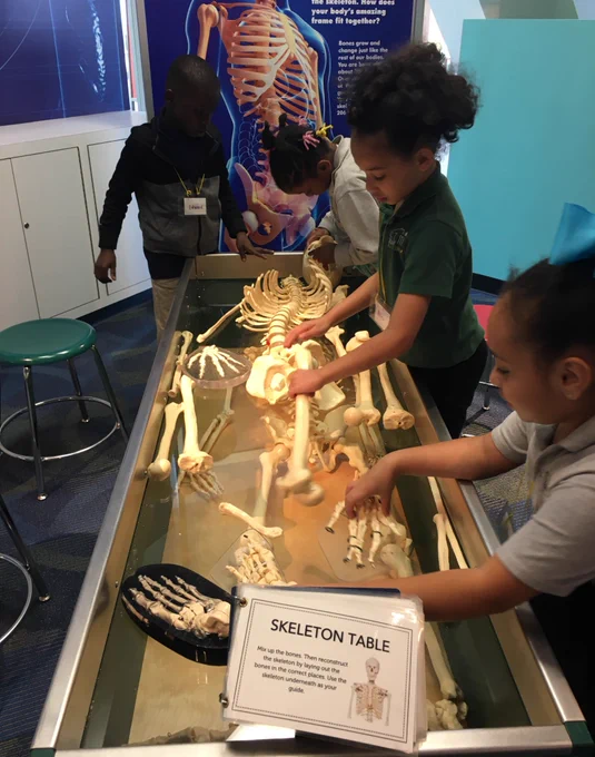 students moving parts on a fake skeleton