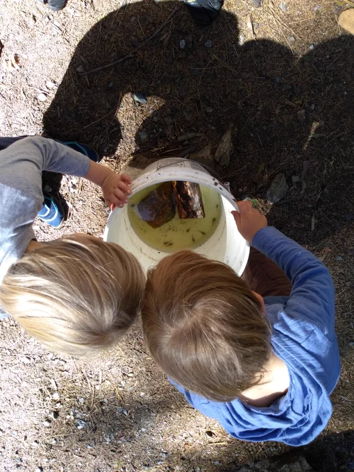 two boys observing tadpoles growing in a bucket