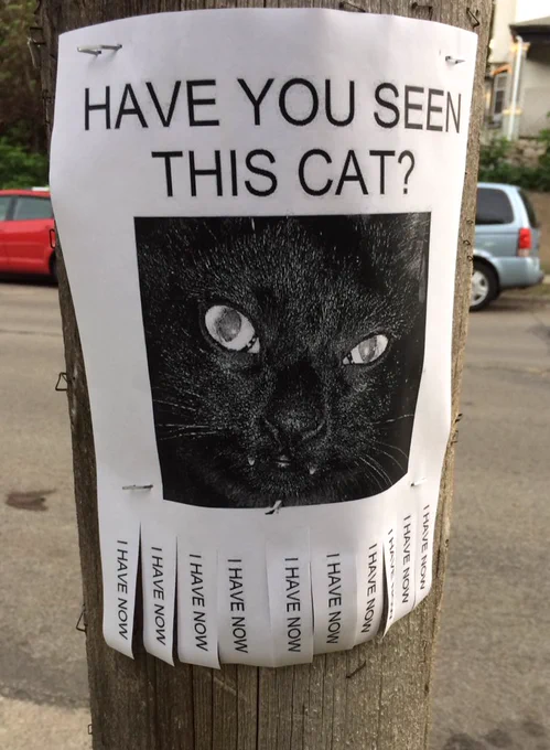 A white flyer on a telephone pole says HAVE YOU SEEN THIS CAT? above a photo of a fierce fanged black cat. The row of pull-off tabs all say I HAVE NOW.