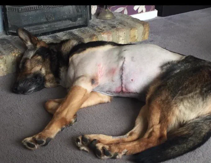 Finn lies by the fireplace after his life-saving opeartion - the scars are clearly visible as his fur has been shaved off
