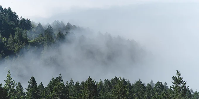 mist over a forest