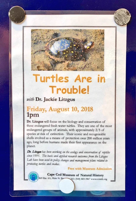 Talk poster for my wife “turtles are in trouble”