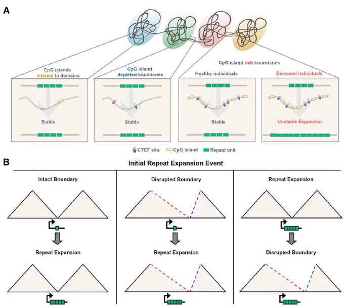 Models Describing the Possible Relationship between CpG Islands, 3D Genome Architecture, Repeat Instability,
and Gene Expression.(A) Working model for the role of domain boundaries with high CpG island density on repeat tract instability. (B) Schematics outlining possible cause and effect relationships between local topological environment and initial repeat expansion