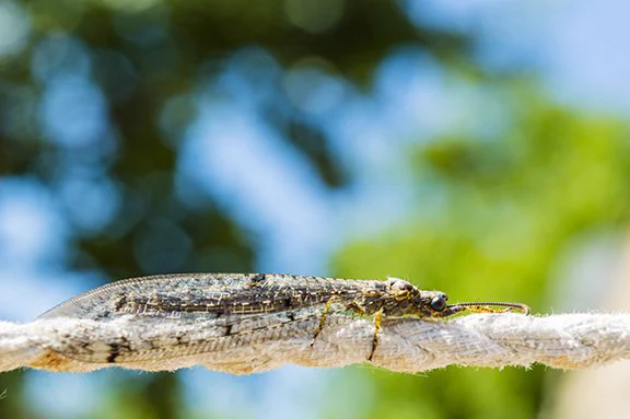 Dragonfly on a white rope photo by @JohnnyLemonik