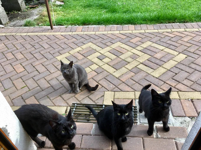 Four cats sitting outside
