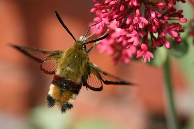 Broad-bordered Bee Hawk-moth pollinating Red Valerian. (c) C. Macgregor 2018