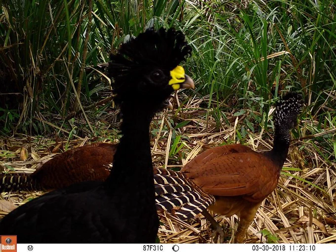 Great Curassows