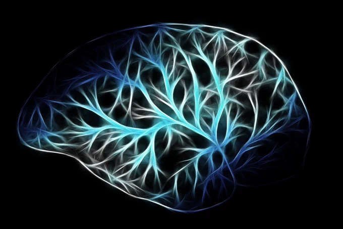 Brain pathways