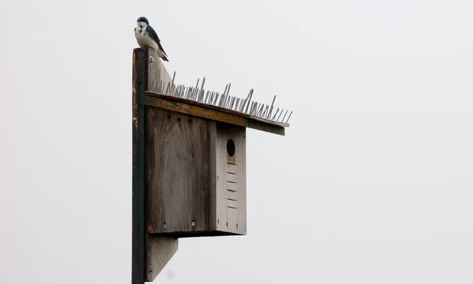 Tree Swallow on nest box