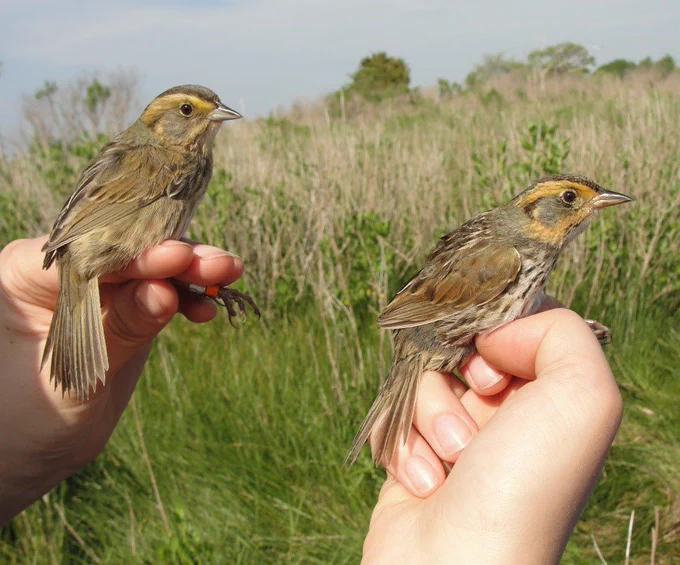 Saltmarsh Sparrow & Nelson's Sparrow