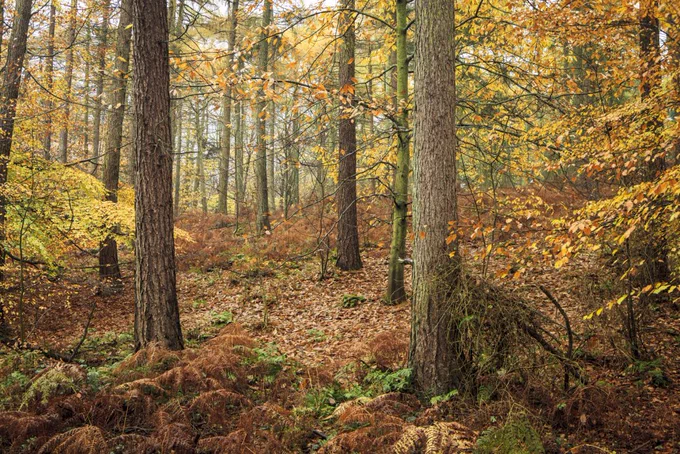 Leaves cover the floor in the woods. Tall trees are all around.