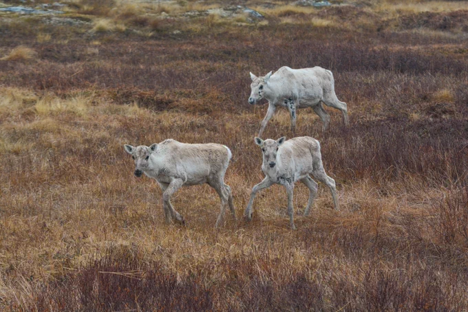 3 caribou