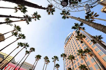 Color photograph of palm trees around in a circle.