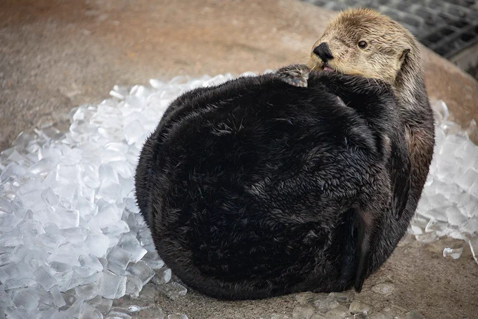 A sea otter grooming at the Aquarium and looking like a giant furry beach ball