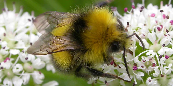 bee on flower