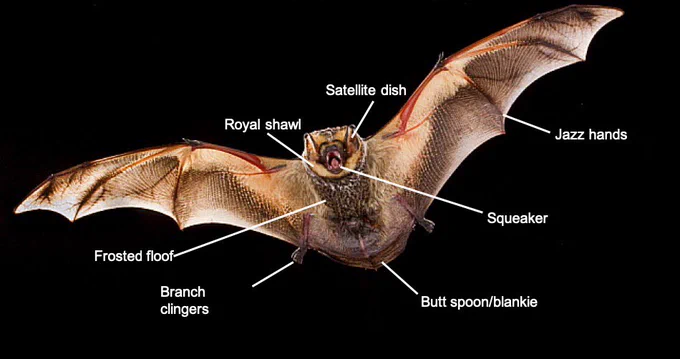 Photo of bat with funny labels: wings are jazz hands, ears are satellite dish, belly fur is frosted floof, feet at branch clingers, tail membrane is butt spoon and blankie, mouth is squeaker and neck fur is royal shawl.