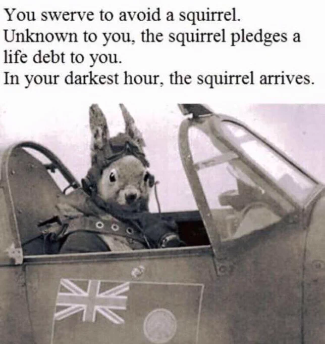 Squirrel in plane