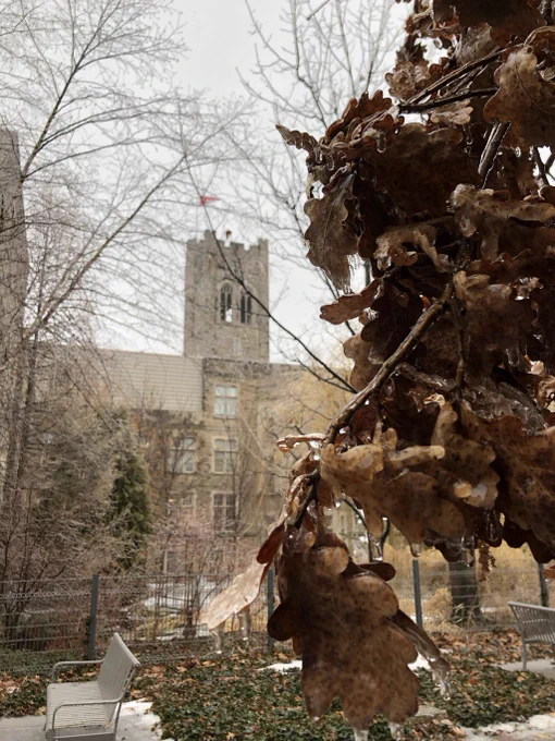 Icy leaves with University College in the background. 