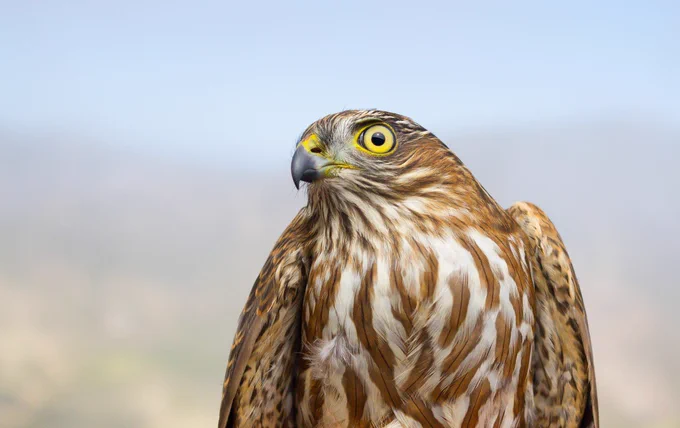 Juvenile sharp-shinned hawk migrant
