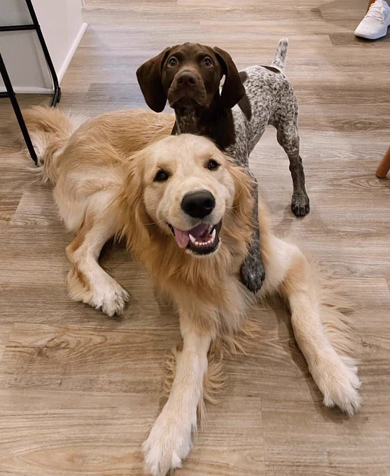 A brown and white German Shorthaired Pointer is on top of a Golden Retriever trying to give him a big hug.