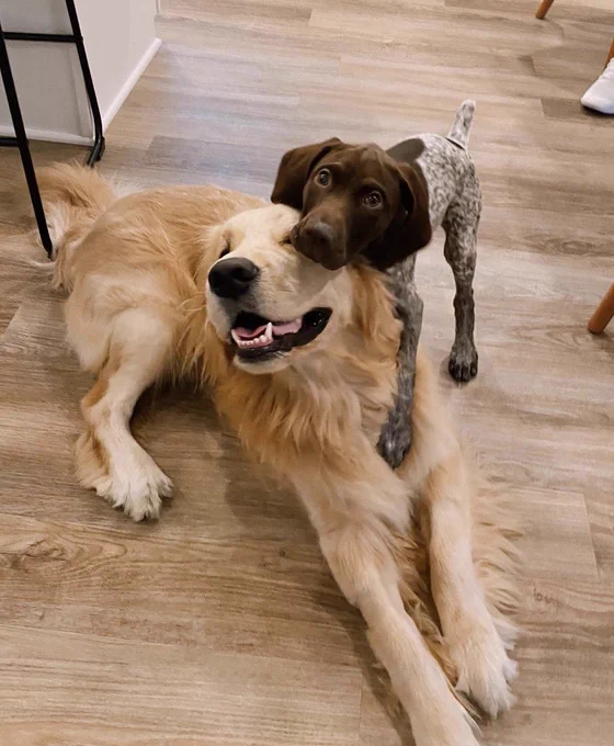 A brown and white German Shorthaired Pointer is on top of a Golden Retriever trying to give him a big hug.