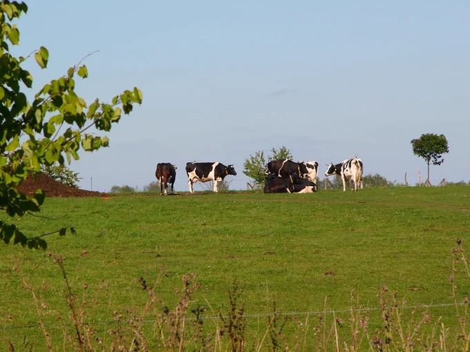 Kühe auf der Weide