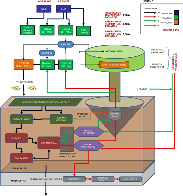 Trait diversity and soil organic matter scheme of LPJ-GUESS-NTD.