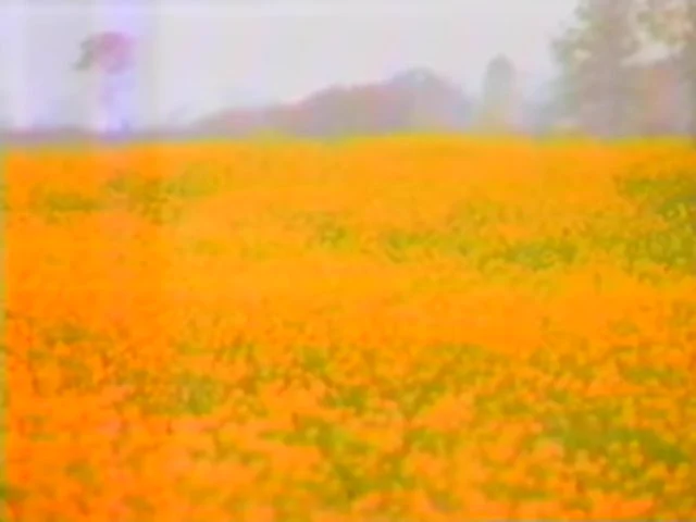 Gold Flowers of their new age