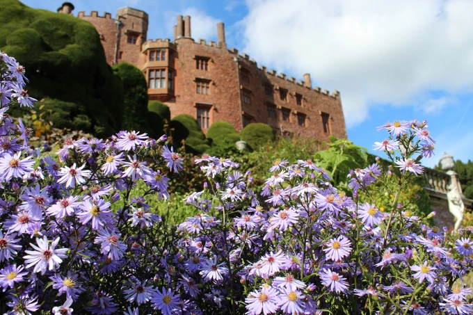 Looking up at Powis Castle from below a herbaceous border filled with purple asters in bloom.