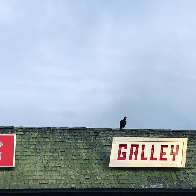 A vulture perched on a rooftop