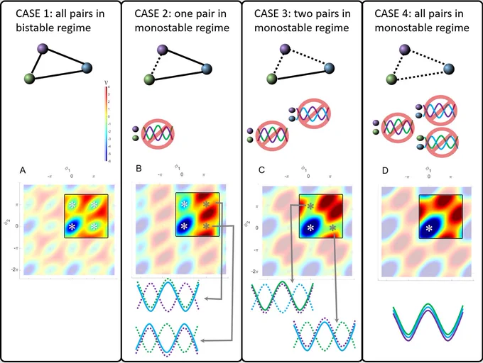 McKinley, Zhang, Wead, Williams Tognoli & Beetle demonstrate the Third party stabilization of unstable coordination in
systems of coupled oscillators. The Haken-Kelso-Bunz (HKB) system of equations is a well-developed model for dyadic rhythmic coordination in biological systems. It captures ubiquitous empirical observations of bistability { the coexistence of inphase and antiphase motion, in neural, behavioral and social coordination. Recent work by Zhang and colleagues has generalized HKB to many oscillators to account for new empirical phenomena observed in multiagent interaction. Utilising this generalization, the present work examines how the coordination dynamics of a pair of oscillators can be augmented by virtue of their coupling to a third oscillator. We show that stable antiphase coordination emerges in pairs of oscillators even when their coupling parameters would have prohibited such coordination in their dyadic relations.