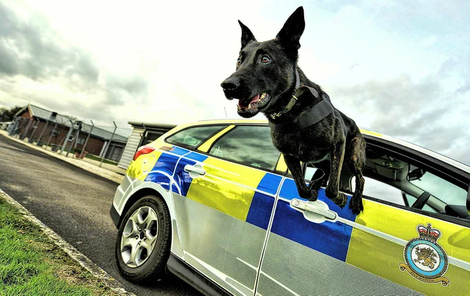 RAF Police Dog jumps from the window of an RAF Police car.