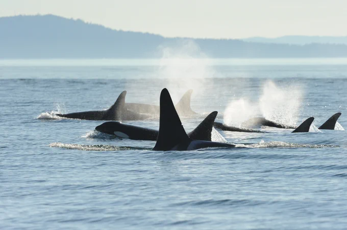 photo credit Center for Whale Research