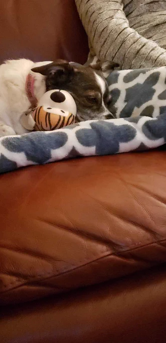 Dog laying on bed on couch with a stuffed animal, half asleep.