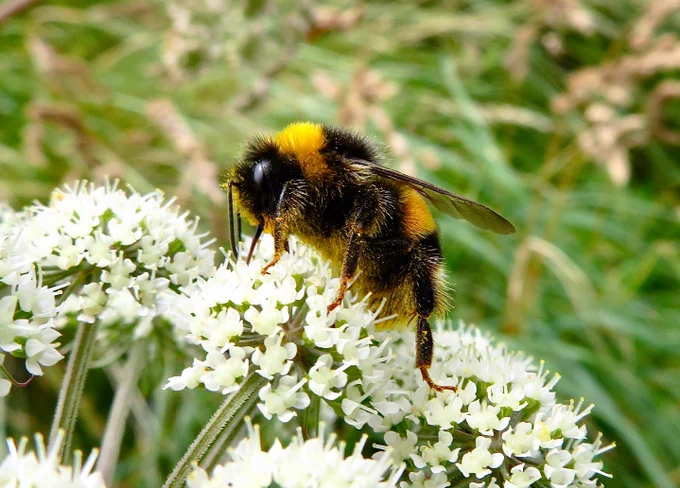 Photo of a yellow and black bumblebee feeding on hogweed or similar white wildflower (umbellifer). Photo by Proinsias Mac an Bheatha on Unsplash.