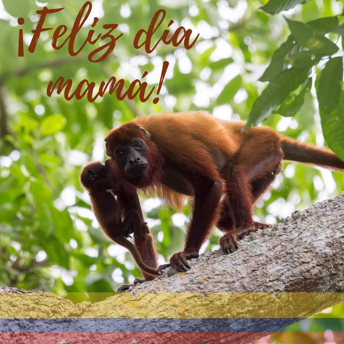 Con esta hermosa mamá aullador (Alouatta seniculus) les deseamos un #FelizDiaDeLasMadres.