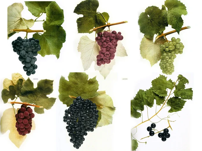 American native grape species