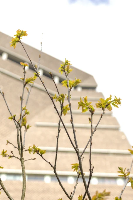 A close view of trees growing outside Tate Modern