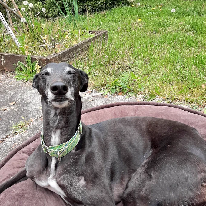 Bubbles the Greyhound lounging looking very wise.