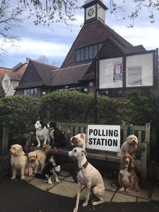 Several Dogs at polling stations in Dulwich Village London