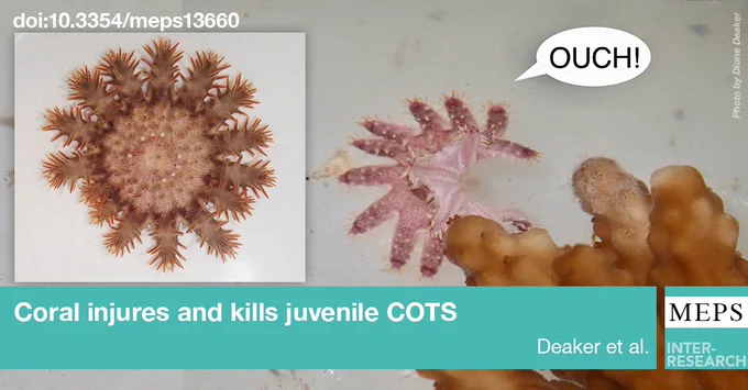 On the photo: the juvenile has short arms that are regenerating after being stung by coral & pink juvenile is curling its arms backwards in reacting to being stung by coral.