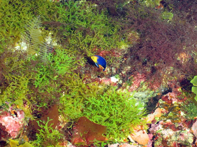 Very small purple and yellow fish eating amid bright green and red algae.